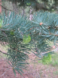 Abies concolor